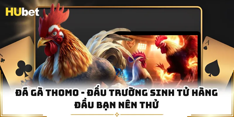Đá Gà Thomo - Đấu Trường Sinh Tử Hàng Đầu Bạn Nên Thử