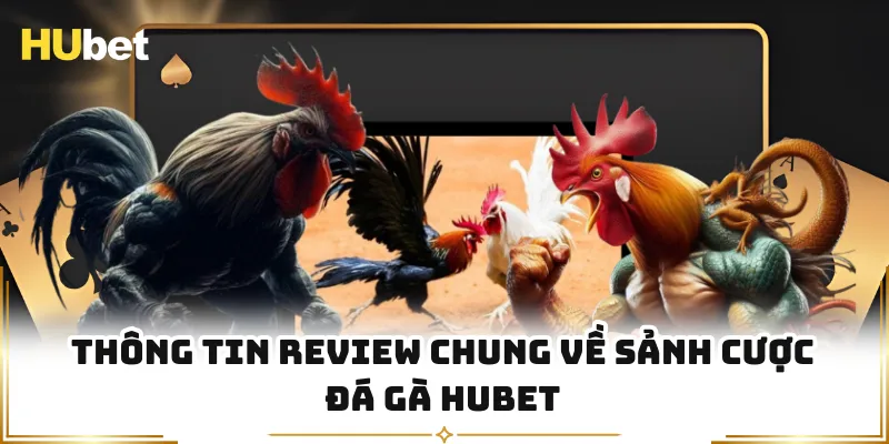 Thông tin review chung về sảnh cược đá gà HUBET